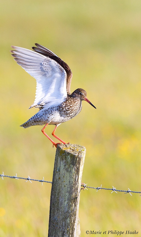 Chevalier gambette 0062_wm.jpg - Chevalier gambette, Common Redshank, Tringa totanus (Danemark, juin 2011)